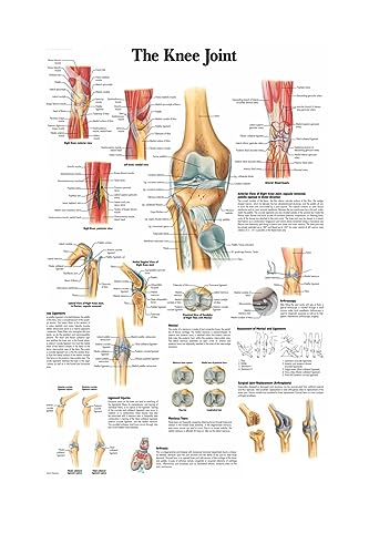 1pc Karte Seide Malerei Wand Bilder for Medizinische Bildung Büro Wohnkultur Menschlichen Anatomie Muskeln System Körper Kunst Poster leinwand(5,13X18cm No Frame) von Huhpa