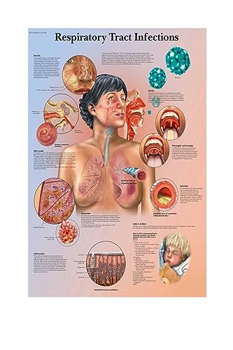 1pc Karte Seide Malerei Wand Bilder for Medizinische Bildung Büro Wohnkultur Menschlichen Anatomie Muskeln System Körper Kunst Poster leinwand(9,13X18cm No Frame) von Huhpa