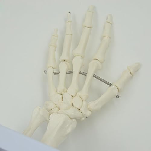 1pc Leben Größe Flexible Hand Joint Modell Hand Knochen Anatomisches Modell Finger Knochen Mittelhandskelett Medizinische Lehrmittel von Huhpa