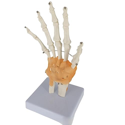 1pc Leben Größe Hand Gelenk Mit Bänder Anatomisches Medizinisches Modell Skelett Anatomie Display Lehre Schule von Huhpa