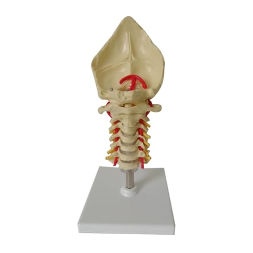 1pc Leben Größe Menschliches Anatomisches Modell Halswirbel Modell Halswirbelsäule Mit Hals Arterie Hinterhauptbein Bandscheibe Nerv Modell von Huhpa