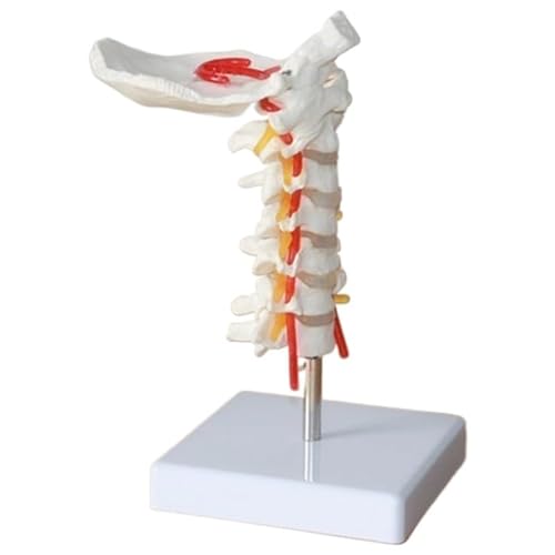 1pc Lebensgroßes menschliches anatomisches Modell Halswirbelmodell Halswirbelsäule mit Halsarterie Hinterhauptbeinscheibe und Nervenmodell von Huhpa