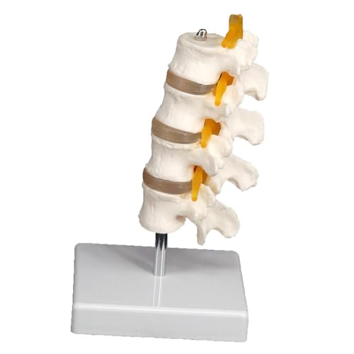 1pc Lendenwirbelsäule Skelettmodell mit Ständer medizinische Lehre Ausbildung Hilfe Bildung von Huhpa