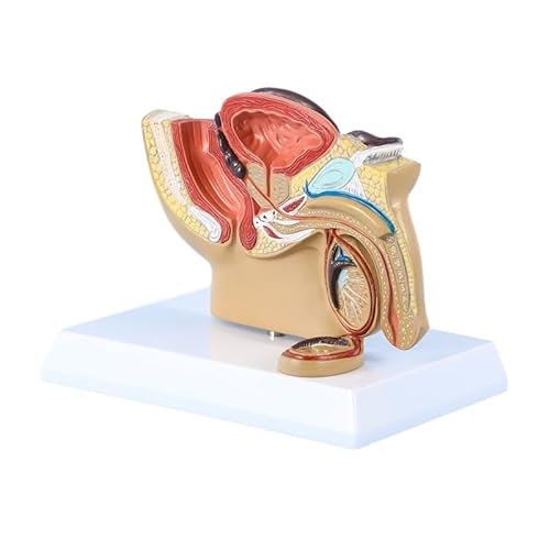 1pc Männliche Becken Anatomie Modell Hoden Prostata Anatomisches Modell Harnwege Medizinische Lehrmodell Pädagogische Ausrüstung Geschenk von Huhpa