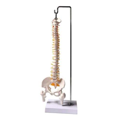 1pc Medizinische Erwachsene Lendenwirbelsäule Krümmung Modell 1: 1 Medizinische Wirbelsäule Modelle Mit Becken Femur Kopf Wissenschaft Lehre Modell 45cm von Huhpa