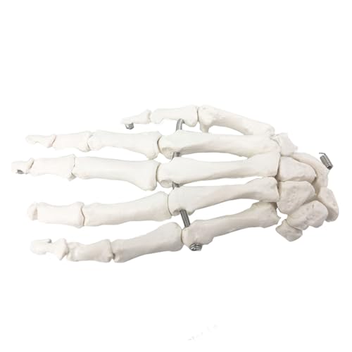 1pc Medizinische Menschliche Hand Gelenk Modell Hand Knochen Ulna Radius Modell Menschliches Skelett Hand Und Fuß Chirurgie von Huhpa