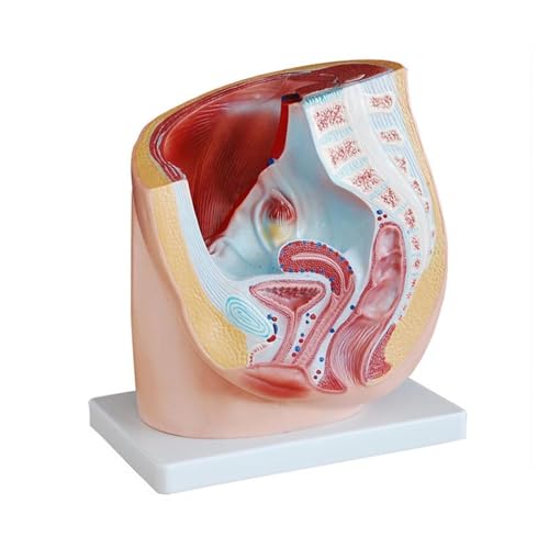 1pc Medizinische Versorgung Weibliche Becken Anatomie Modell Anatomischen Abschnitt Modell Uterus Gynäkologische Medizinische Modell for Studenten von Huhpa