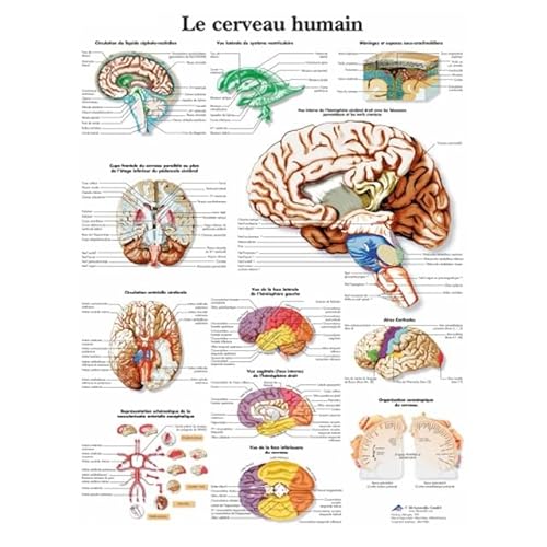 1pc Menschliche Anatomie Körper Orgel Knochen Bild HD Poster Leinwand Malerei Und Druckgrafik Deco Wandbild Hause Zimmer Wand Kunst Dekoration Cuadro(Picture-1,30X40cm Unframed) von Huhpa