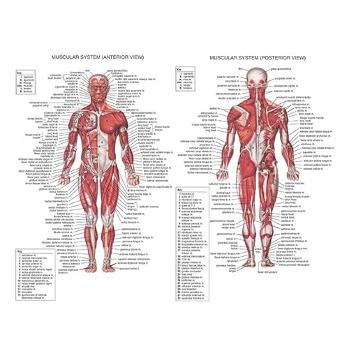 1pc Menschliche Anatomie Körper Orgel Knochen Bild HD Poster Leinwand Malerei Und Druckgrafik Deco Wandbild Hause Zimmer Wand Kunst Dekoration Cuadro(Picture-14,20X30cm Unframed) von Huhpa