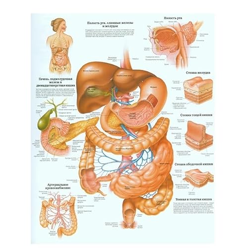 1pc Menschliche Anatomie Körper Orgel Knochen Bild HD Poster Leinwand Malerei Und Druckgrafik Deco Wandbild Hause Zimmer Wand Kunst Dekoration Cuadro(Picture-15,30X40cm Unframed) von Huhpa