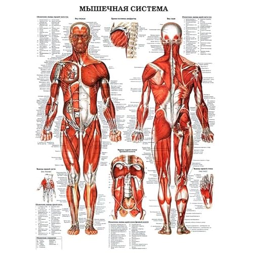 1pc Menschliche Anatomie Körper Orgel Knochen Bild HD Poster Leinwand Malerei Und Druckgrafik Deco Wandbild Hause Zimmer Wand Kunst Dekoration Cuadro(Picture-17,30X45cm Unframed) von Huhpa