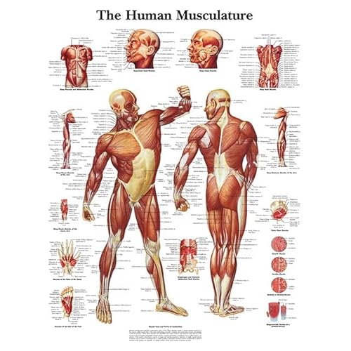 1pc Menschliche Anatomie Körper Orgel Knochen Bild HD Poster Leinwand Malerei Und Druckgrafik Deco Wandbild Hause Zimmer Wand Kunst Dekoration Cuadro(Picture-18,20X30cm Unframed) von Huhpa