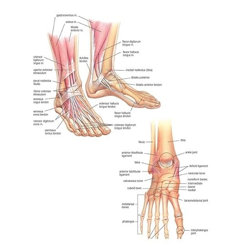 1pc Menschliche Anatomie Körper Orgel Knochen Bild HD Poster Leinwand Malerei Und Druckgrafik Deco Wandbild Hause Zimmer Wand Kunst Dekoration Cuadro(Picture-19,20X30cm Unframed) von Huhpa