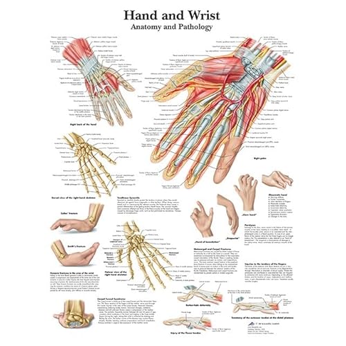 1pc Menschliche Anatomie Körper Orgel Knochen Bild HD Poster Leinwand Malerei Und Druckgrafik Deco Wandbild Hause Zimmer Wand Kunst Dekoration Cuadro(Picture-2,30X45cm Unframed) von Huhpa