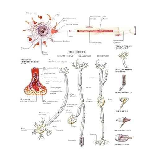 1pc Menschliche Anatomie Körper Orgel Knochen Bild HD Poster Leinwand Malerei Und Druckgrafik Deco Wandbild Hause Zimmer Wand Kunst Dekoration Cuadro(Picture-20,30X40cm Unframed) von Huhpa