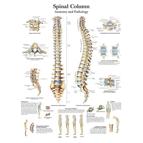 1pc Menschliche Anatomie Körper Orgel Knochen Bild HD Poster Leinwand Malerei Und Druckgrafik Deco Wandbild Hause Zimmer Wand Kunst Dekoration Cuadro(Picture-4,30X45cm Unframed) von Huhpa