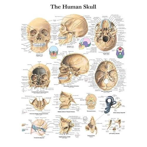 1pc Menschliche Anatomie Körper Orgel Knochen Bild HD Poster Leinwand Malerei Und Druckgrafik Deco Wandbild Hause Zimmer Wand Kunst Dekoration Cuadro(Picture-9,20X30cm Unframed) von Huhpa