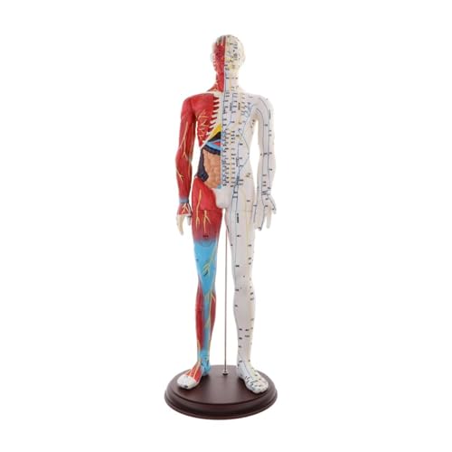 1pc Menschliche Anatomische Anatomie Skelett Figur Statue Modell Männliche Muskel Knochen Modell Struktur Modell Anatomische Studie Lernen Kit 60cm von Huhpa