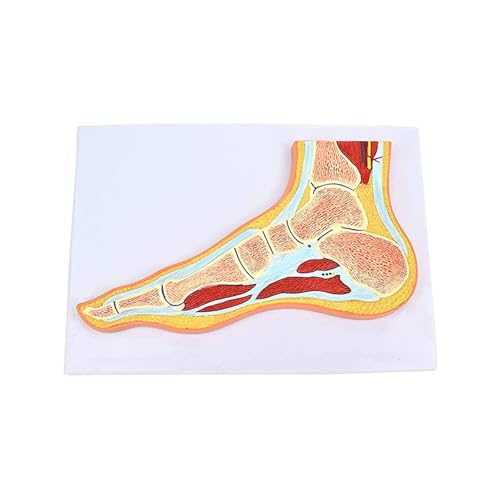 1pc Menschliche Hand Fuß Skelett Muskel Querschnitt Anatomie Modell Medizinische Wissenschaft Lehrmittel(Foot) von Huhpa