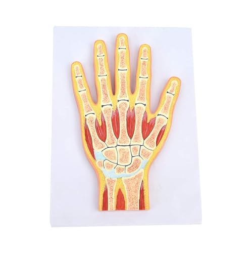 1pc Menschliche Hand Fuß Skelett Muskel Querschnitt Anatomie Modell Medizinische Wissenschaft Lehrmittel(Hand) von Huhpa