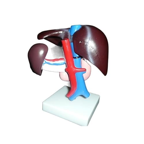 1pc Menschliche Leber Bauchspeicheldrüse Zwölffingerdarm Anatomisches Anatomiemodell Medizinisches Modell Lebensgröße von Huhpa