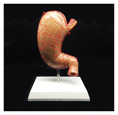 1pc Menschlichen Magen Modell 1,5X Vergrößert Anatomisches Modell Anatomie for Wissenschaft Klassenzimmer Studie Display Lehre Medizinische Modell von Huhpa