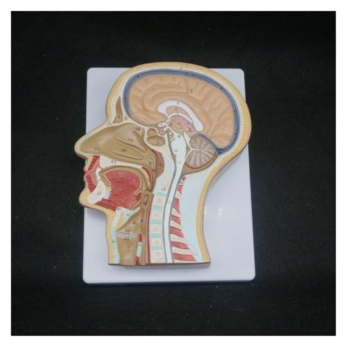 1pc Menschlicher Medianabschnitt des Kopfes Anatomisches Modell Medizinische Skelettanatomie Digitale Identifizierung von Huhpa