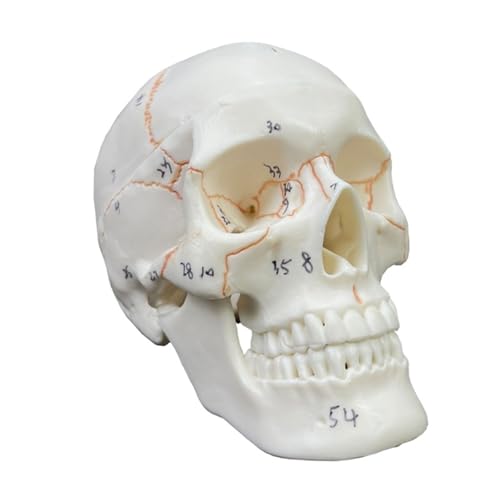 1pc Menschlicher Schädel Anatomie Modell 2 Teile Lebensgroße Realistische Menschlichen Schädel Nummeriert for Wissenschaft Medizinische Lehre von Huhpa