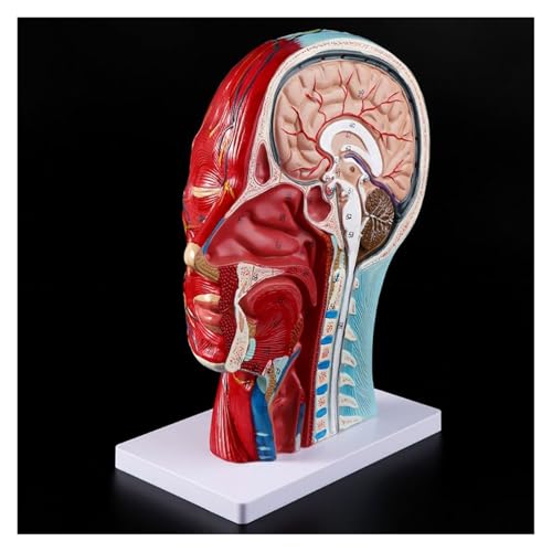 1pc Menschliches Anatomisches Halbe Kopf Gesicht Anatomie Medizinische Gehirn Hals Median Abschnitt Studie Modell Nerve Blutgefäß for Lehre von Huhpa