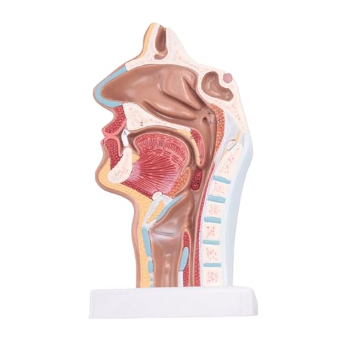 1pc Menschliches Anatomisches Nasenhöhle Kehle Anatomie Modell for Wissenschaft Klassenzimmer Studie Display Lehre Modell von Huhpa