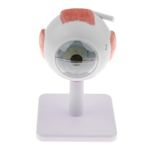 1pc Menschliches Auge Ball Modell Figur Vergrößerung Menschliches Auge Modell Anatomisches Studie Werkzeug Labor Liefert Vergrößert von Huhpa