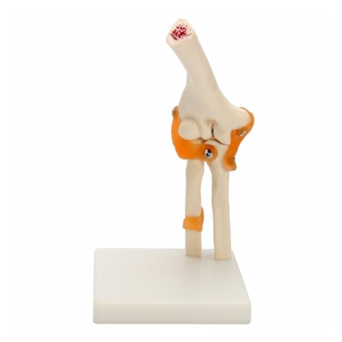 1pc Menschliches Ellenbogengelenk Modell Anatomische Anatomie Ellenbogengelenk Medizinisches Modell Orthopädie von Huhpa