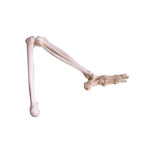 1pc Menschliches Fußgelenk Modell Mit Wadenbein Und Femur Anatomisches Fuß Knochen Modell Anatomie Skelett Modell Medizinische Studie Lernen liefert von Huhpa