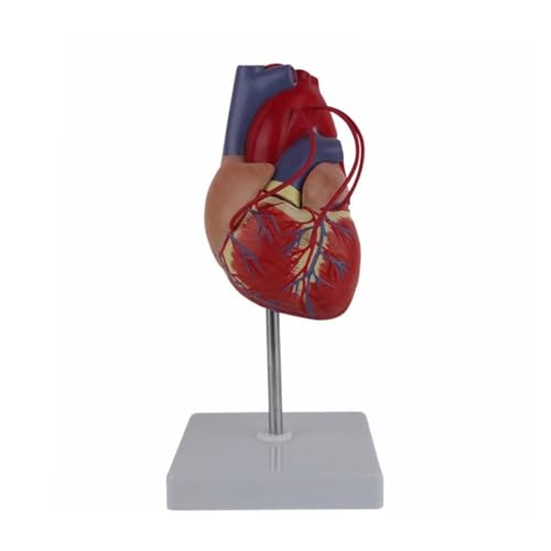 1pc Menschliches Herz Anatomie Modell 1:1 Lebensgröße Mit Display Halter for Herz Studie Herz Bypass Demonstration von Huhpa