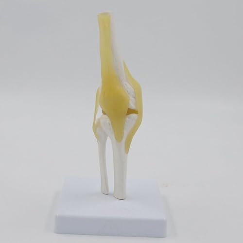 1pc Menschliches Kniegelenk Modell Mit Bändern Und Basis Femur Tibia Und Wadenbein Knochen Anatomie Modell Medizinische Lehre Geschenk von Huhpa