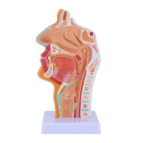 1pc Nasenhöhle Rachen Anatomie Modell Menschliches Anatomisches Rachen Kehlkopf Modell for Studenten Studie Display Lehre von Huhpa