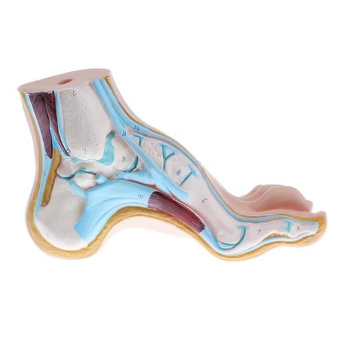 1pc Normaler Fuß Plattfuß Bogenfußmodell Fußgelenkmodell Klauenfuß Fußmodell Anatomie(Arch Foot) von Huhpa