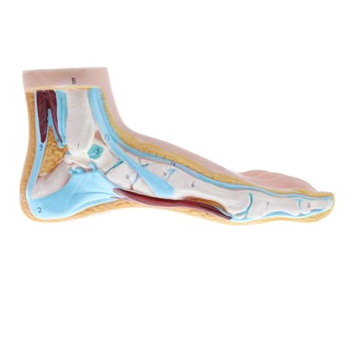 1pc Normaler Fuß Plattfuß Bogenfußmodell Fußgelenkmodell Klauenfuß Fußmodell Anatomie(Normal Foot) von Huhpa