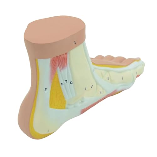 1pc Simulation Menschlichen Fuß Größe Gewölbte Fuß Modell Studie Modell for Pädagogische Requisiten Student Lehrer Klassenzimmer Zubehör von Huhpa