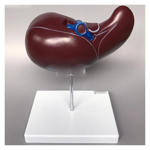 1pc menschliche Leber medizinische Anatomie Modell Leben Größe mit Gefäß Simulation Display von Huhpa