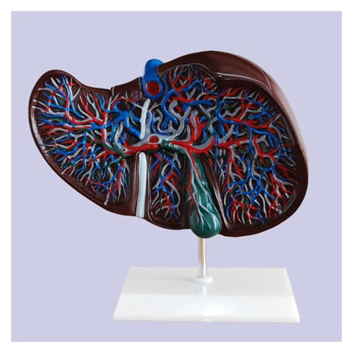 1pc menschliche Leber medizinische Anatomie Modell Leben Größe mit Gefäß Simulation Display von Huhpa