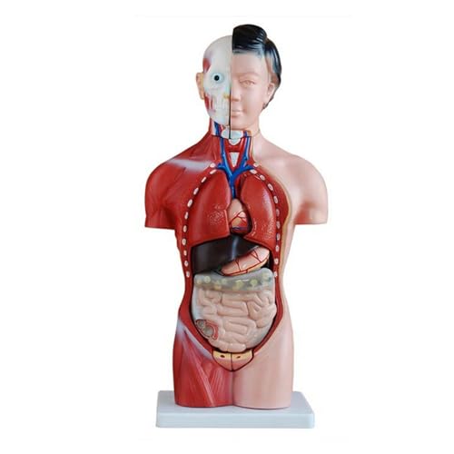 1pc menschlicher 42cm weiblicher Torso anatomisches Modell Skelett medizinische Anatomie von Huhpa