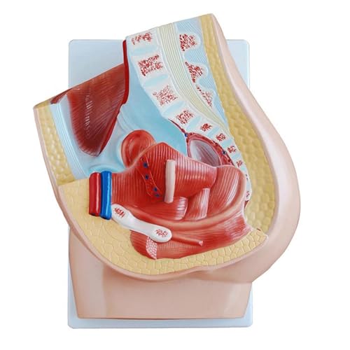 1pc menschlicher weiblicher Beckenabschnitt anatomisches Modell medizinische Anatomie auf der Basis von Huhpa