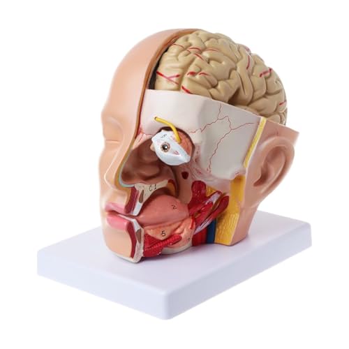 1set Menschliche Anatomie for Kopf Schädel Gehirn Zerebrale Arterie Anatomisches Modell for Den Unterricht von Huhpa