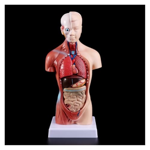 1set Menschlicher Torso Körper Modell Anatomie Anatomische Medizinische Interne Organe for Lehre Bildung Modell Kinder Geschenk von Huhpa