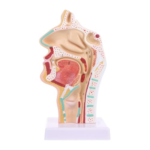 1set Menschliches Anatomisches Nasenhöhle Rachen Anatomie Medizinisches Modell Lehrmittel von Huhpa