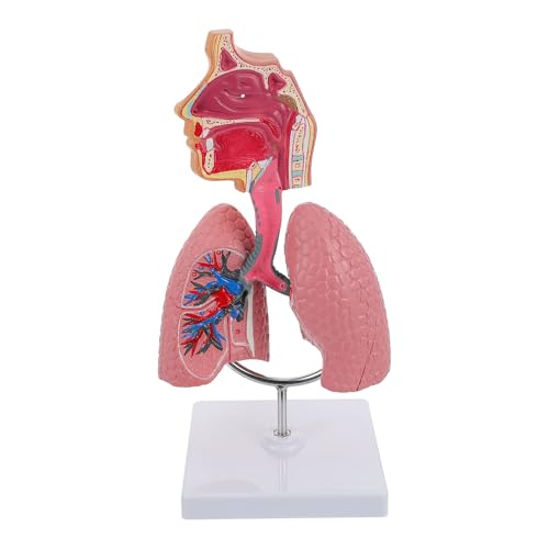 1set Menschliches Atmungssystem Modell Menschliche Atemwege Körper Anatomie Modell Atmungssystem Lunge Modell Lehrmittel von Huhpa