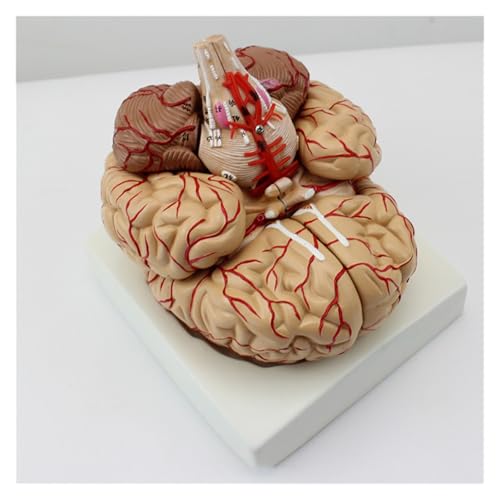 1set Menschliches Gehirn Modell In Lebensgröße Anatomisch Gehirn Modus Zerebrale Arterie Modell for Wissenschaft Klassenzimmer Studie Display von Huhpa