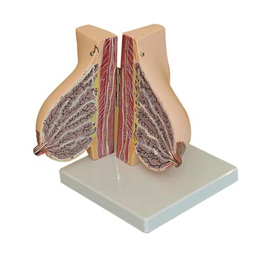 1set menschliche weibliche Laktation Anatomie der Brust Modell Anatomie Gynäkologie Lehre von Huhpa