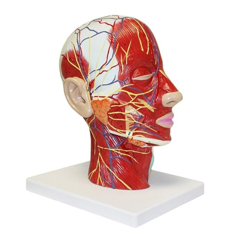 Anatomisches Modell des menschlichen Kopf-Hals-Neuralgewebes, Lehrressourcen for medizinische Wissenschaft von Huhpa